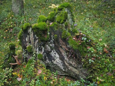 kütük üzerinde yosun
