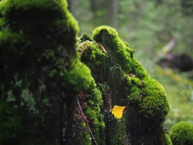 kütük üzerinde yosun