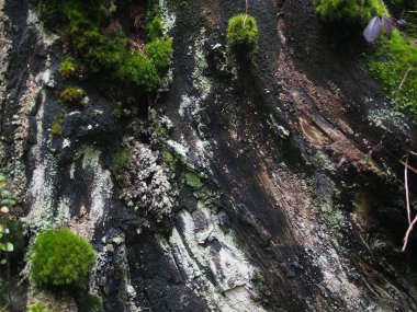 kütük üzerinde yosun