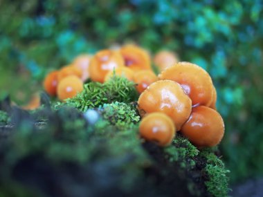 Hypholoma capnoides ormandaki bir güdük üzerinde