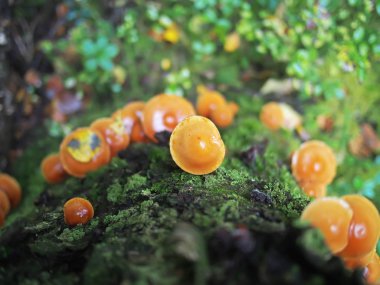 Hypholoma capnoides ormandaki bir güdük üzerinde