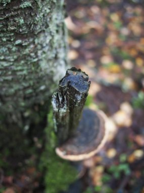 ormandaki bir ağaç üzerinde mantar tinderpipe