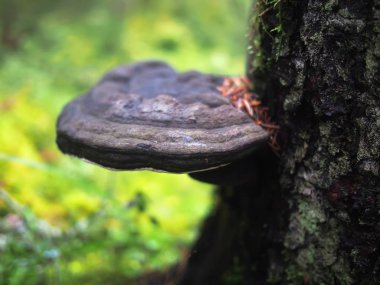 ormandaki bir ağaç üzerinde mantar tinderpipe