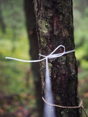 naylon ip üzerinde ağaç gövdesi