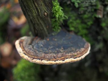 ormandaki bir ağaç üzerinde mantar tinderpipe