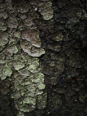 köknar kabuk. arka plan