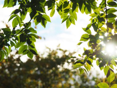 Sarı yapraklar parkta. Sonbahar