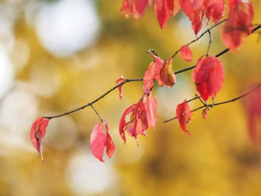 Sarı yapraklar parkta. Sonbahar