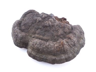 Beyaz bir arka plan üzerinde mantar tinderbox