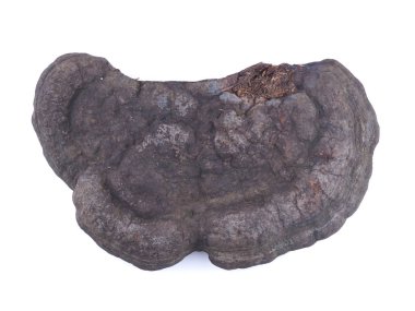 Beyaz bir arka plan üzerinde mantar tinderbox