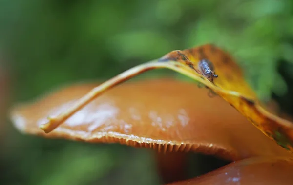 Babosa en una sábana en el bosque —  Fotos de Stock