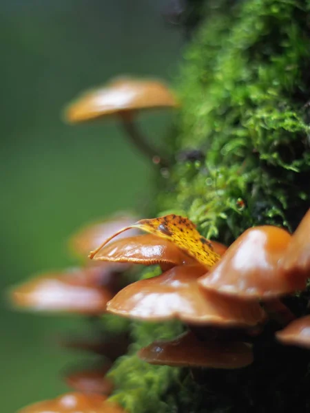 Hypholoma capnoides en un tocón en el bosque — Foto de Stock