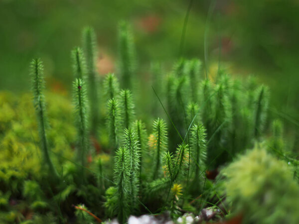 Lycopodium in the forest