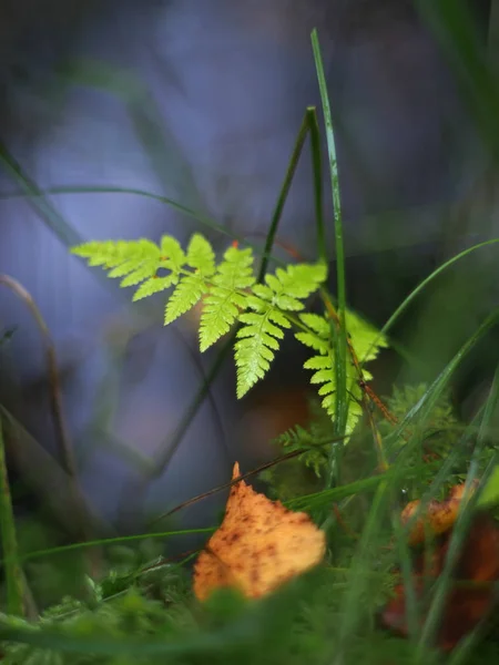 Ormbunke i skogen — Stockfoto