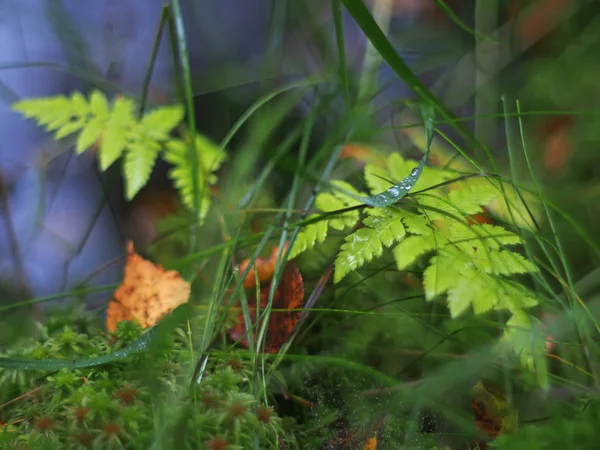 Ormbunke i skogen — Stockfoto