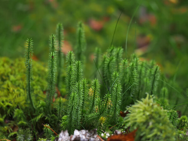Lycopodium in the forest