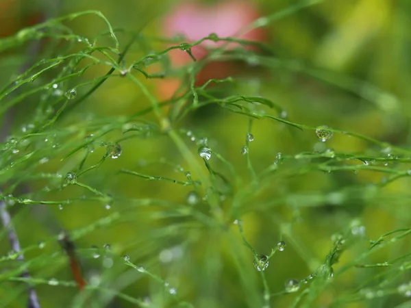 Gotas en la hierba en el bosque — Foto de Stock