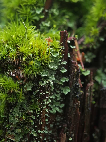 Moss on a stump — Stock Photo, Image