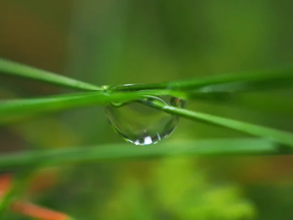 Gotas na grama na floresta — Fotografia de Stock