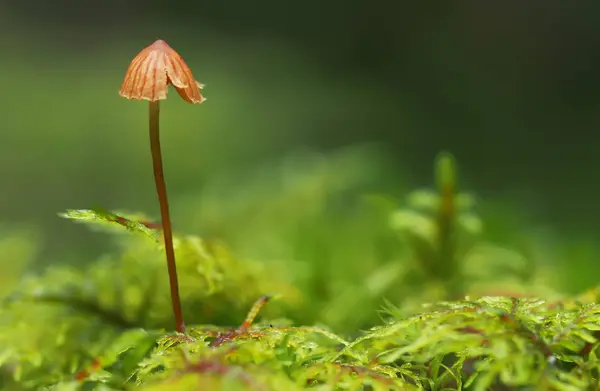 Champiñones en musgo —  Fotos de Stock