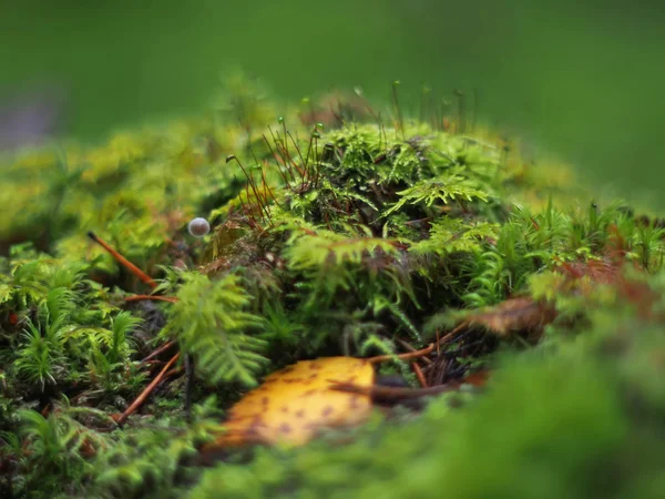 Moss on a stump — Stock Photo, Image