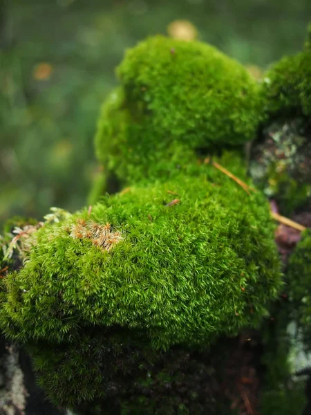 Moos auf einem Baumstumpf — Stockfoto