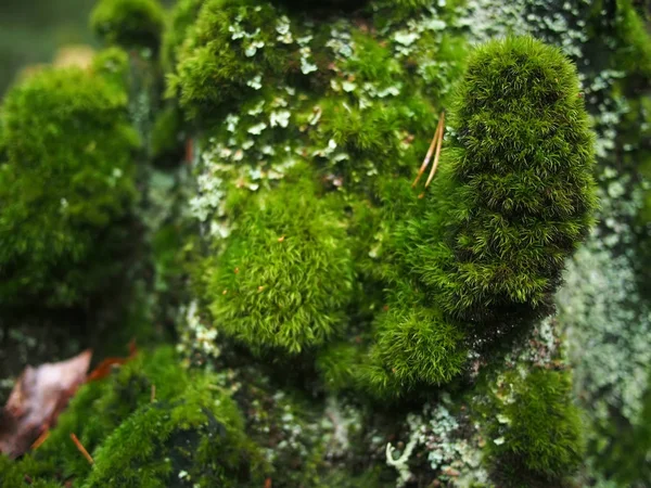 Moss on a stump — Stock Photo, Image