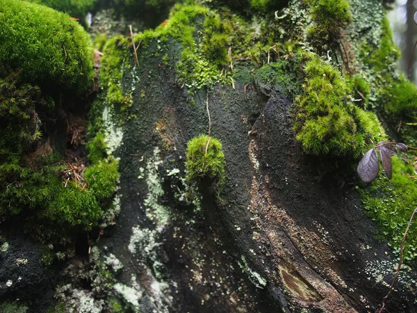 Mossa på en stubbe — Stockfoto