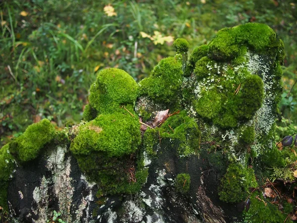 Moss on a stump — Stock Photo, Image