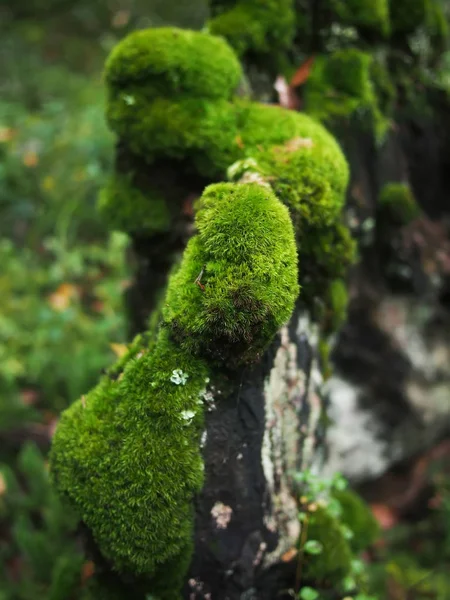 Kütük üzerinde yosun — Stok fotoğraf