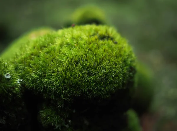 Moss on a stump — Stock Photo, Image