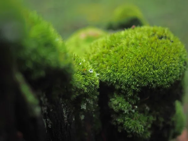 Kütük üzerinde yosun — Stok fotoğraf