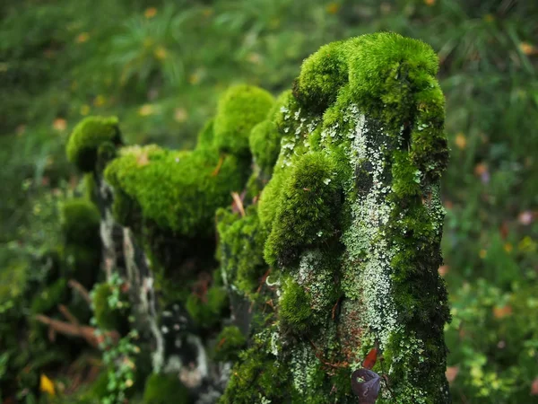 Moos auf einem Baumstumpf — Stockfoto