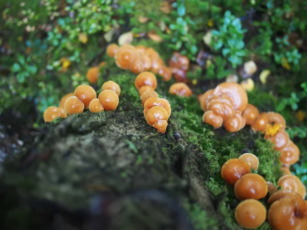 Hypholoma capnoides auf einem Baumstumpf im Wald — Stockfoto