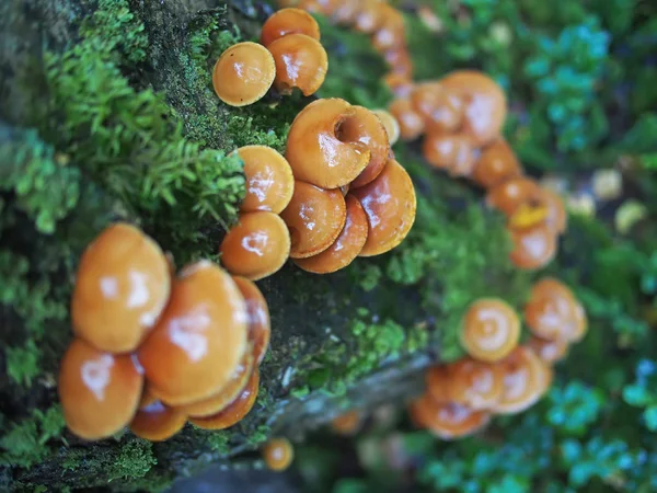 Hypholoma capnoides su un ceppo nella foresta — Foto Stock