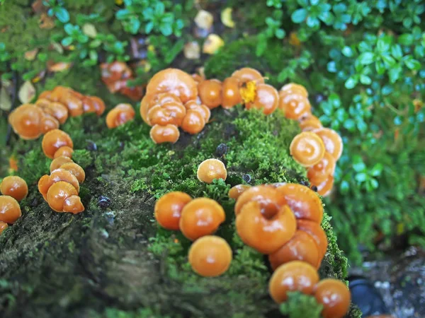 Hypholoma capnoides en un tocón en el bosque —  Fotos de Stock