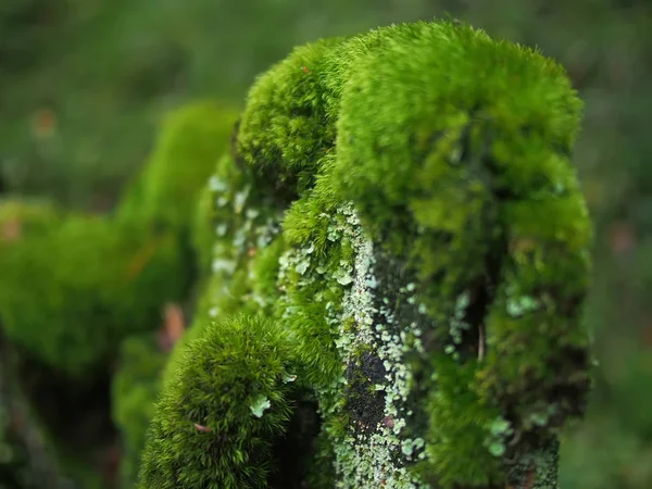 Moss on a stump — Stock Photo, Image