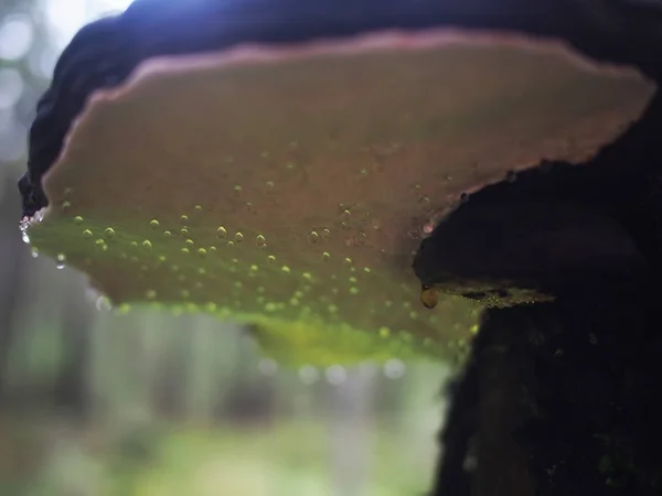 La pipa de hongos en el árbol en el bosque — Foto de Stock