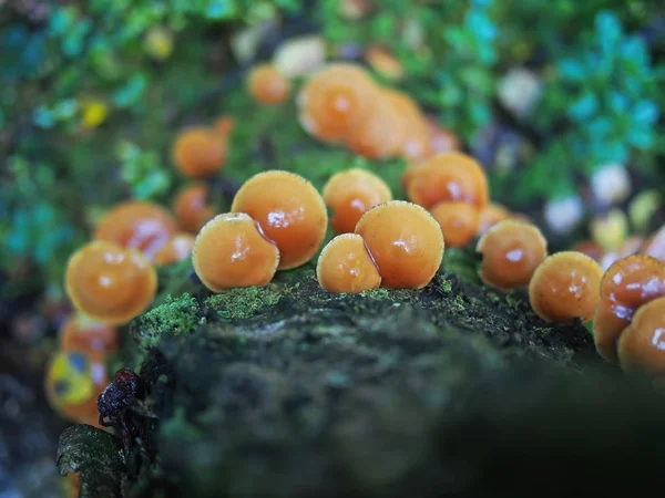 Hypholoma capnoides su un ceppo nella foresta — Foto Stock