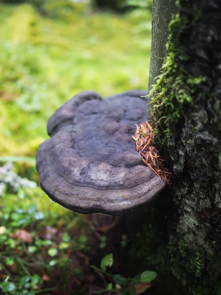 Svamp tinderpipe på ett träd i skogen — Stockfoto