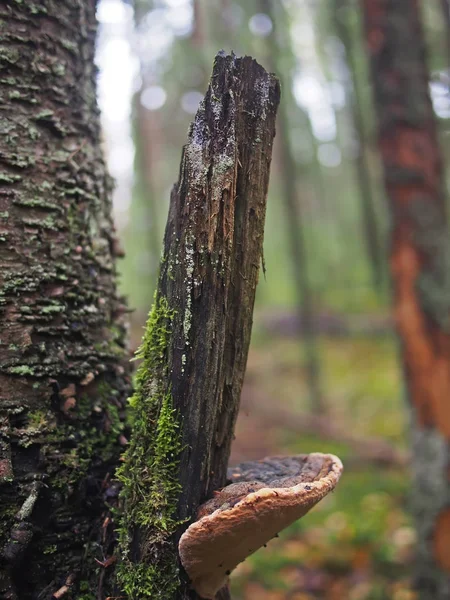 蘑菇 tinderpipe 在树上的森林 — 图库照片