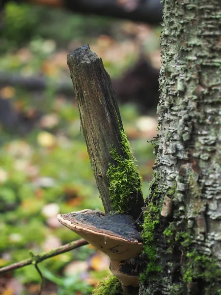 Houbová tinderpipe na stromě v lese — Stock fotografie