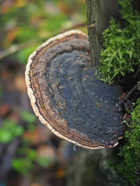 Paddestoel tinderpipe op een boom in het bos — Stockfoto