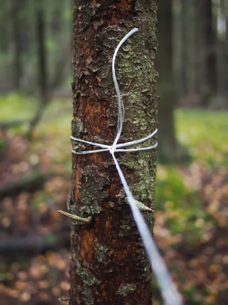 Corde en nylon sur le tronc de l'arbre — Photo