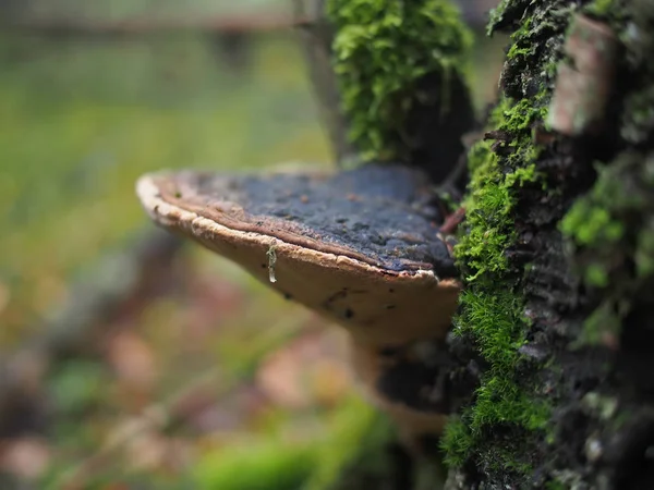 Tinderpipe cogumelo em uma árvore na floresta — Fotografia de Stock