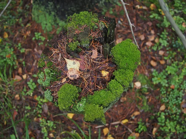 Mmbh on a stump — стоковое фото