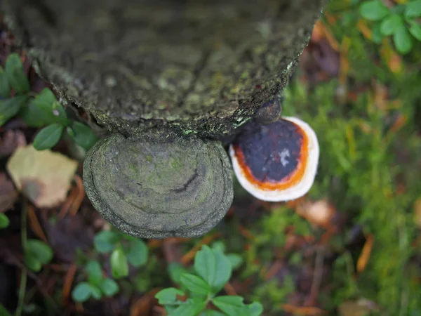 Ormandaki bir ağaç üzerinde mantar tinderpipe — Stok fotoğraf