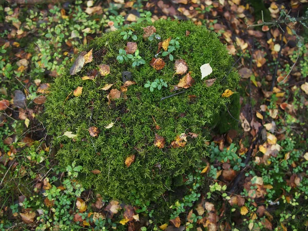 Folhas secas na floresta — Fotografia de Stock