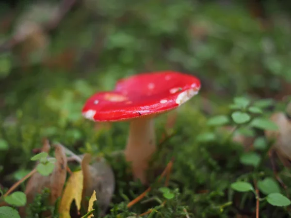 Funghi nel bosco — Foto Stock