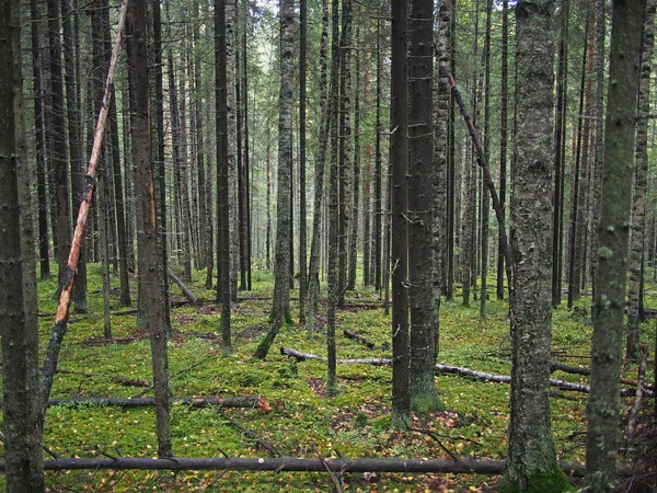Las świerkowy. Latem — Zdjęcie stockowe